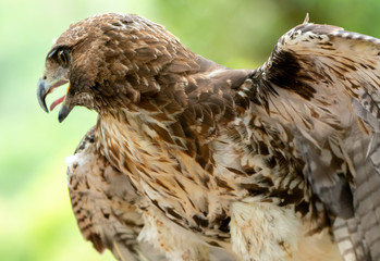 red-tailed hawk or Buteo jamaicensis close-up portrait