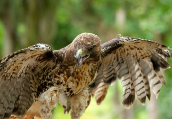red-tailed hawk or Buteo jamaicensis close-up portrait