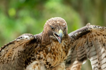 red-tailed hawk or Buteo jamaicensis close-up portrait