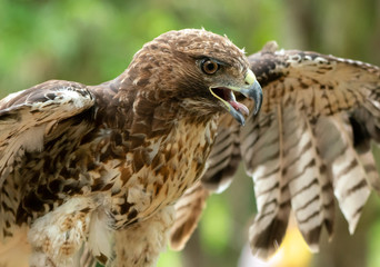 red-tailed hawk or Buteo jamaicensis close-up portrait