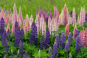 Obraz premium Lupinus field with pink purple and blue flowers
