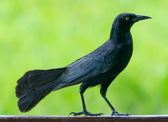 Carib grackle or Greater Antillean blackbird on green