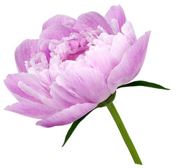 peony flower pink Flower with green leaves on a stem isolated on white background. No shadows with clipping path. Close-up. Nature.
