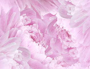 Floral pink beautiful background. Pink Peonies  and petals  flowers. Close-up. Nature.