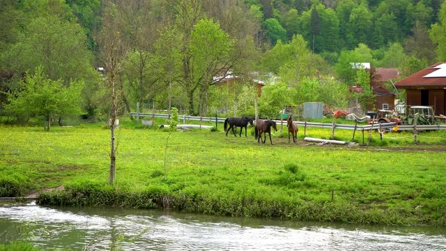 Pferde spielen auf Weide Schw&auml;bische Alb