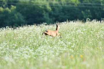 Roe buck jumping in the grass on meadow nera forest