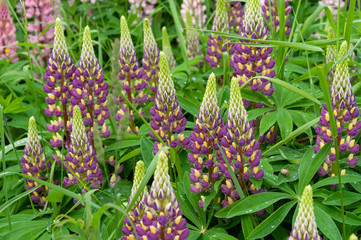 Lupinus field with pink purple and blue flowers