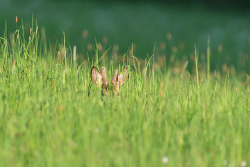 Small roe buck with antler  to hide in camouflage on grass and forest 