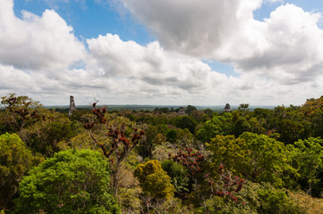 Arboles en bosque de Peten con vista de las piramides del Tikal 