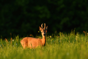 Naklejka na ściany i meble Young roe deer with growing antler grazing grass on the meadow