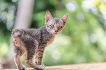 portrait of young domestic cat with blurry background