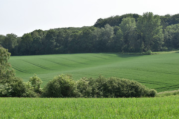 Fototapeta na wymiar Wheat field in spring, beautiful landscape, green grass and blue sky. Germany.