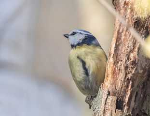 Blaumeise am Baumstamm