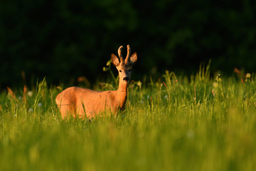Roe buck jumping in the grass on meadow nera forest