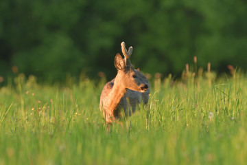 Young roe deer with growing antler grazing grass on the meadow