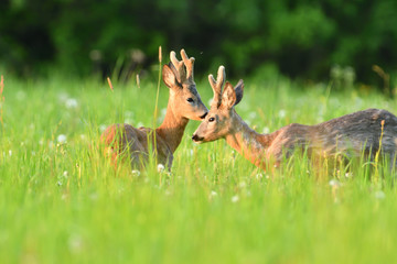 Young roe deer with growing antler grazing grass on the meadow