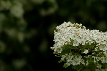 white flowers in the garden
