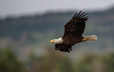Bald Eagle