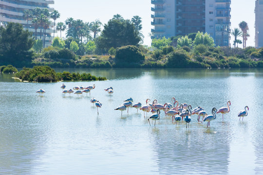 Flamingos Resting In The Saltworks