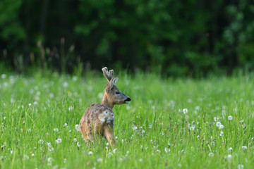Young roe deer with growing antler grazing grass on the meadow