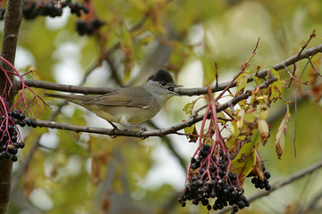 bird on a branch