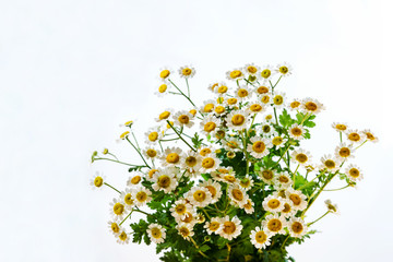 Obraz na płótnie Canvas bouquet of chamomile isolated on white background