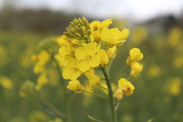 Spring: the yellow rapeseed blooms