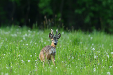 Young roe deer with growing antler grazing grass on the meadow