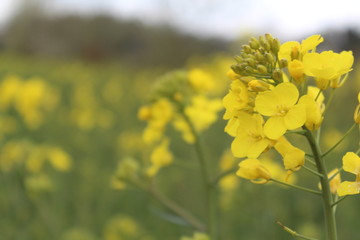 Obraz premium Spring: the yellow rapeseed blooms