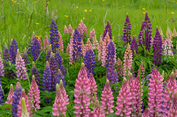 Obraz premium Lupinus field with pink purple and blue flowers