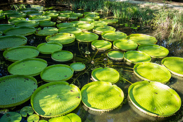 Victoria lily pads