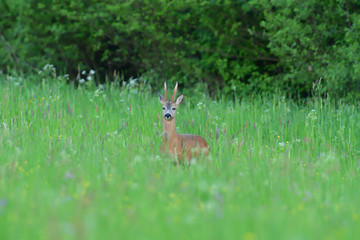 Small roe buck with antler  to hide in camouflage on grass and forest 
