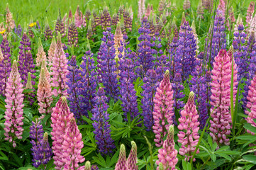 Lupinus field with pink purple and blue flowers