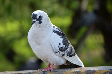 White-black beautiful pigeon close-up against a background of blurred green foliage of a tree