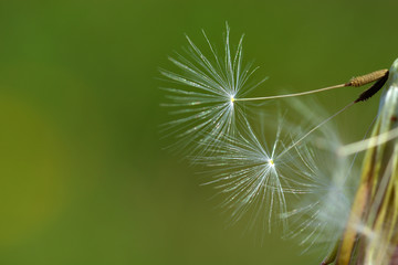 White fluffy dandelion seeds close-up on a green background