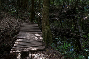 Wooden bridge in the deep forest.
