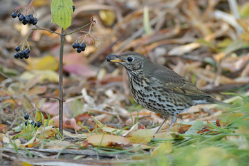 robin on a branch