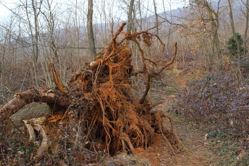 Plant uprooted by strong wind