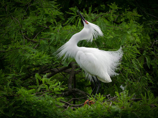 Snowy Egret in Florida 