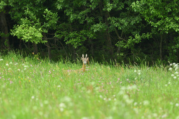 Small roe buck with antler  to hide in camouflage on grass and forest 