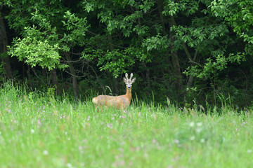 Young roe deer with growing antler grazing grass on the meadow