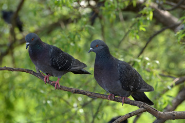 Two pigeons sit on a branch of a tree and look to one side on a green background of blurred foliage of a tree.