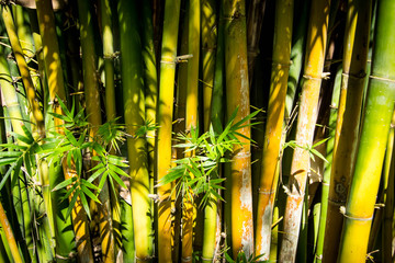 Close up of large bamboo shoots