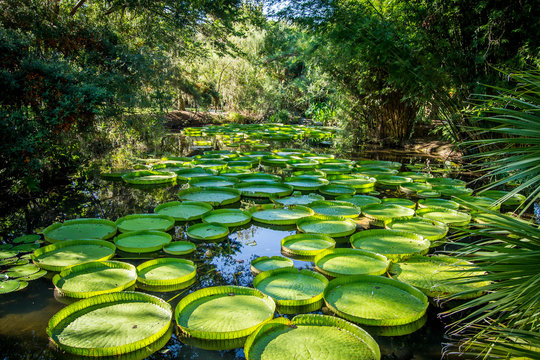 Victoria lily pads