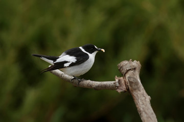 bird on a branch