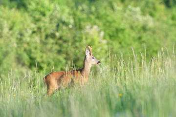 Roe buck jumping in the grass on meadow nera forest