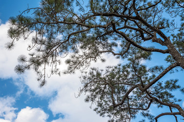 Trees on the sky background.