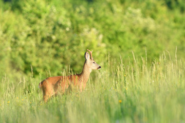 Young roe deer with growing antler grazing grass on the meadow