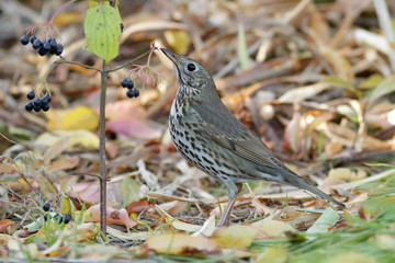 bird on a branch