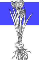 Hand drawn crocus flower doodle. Botanical vector illustration in black outline